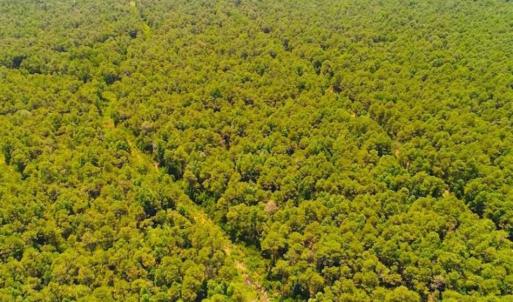 Photo of SOLD!!  120 Acres of Bear Hunting Land For Sale in Hyde County NC!
