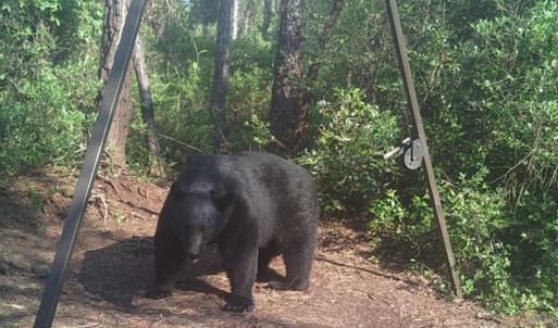 Photo of SOLD!!  120 Acres of Bear Hunting Land For Sale in Hyde County NC!