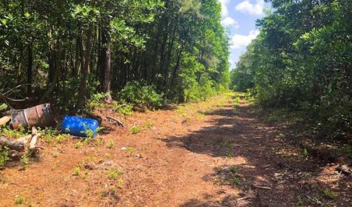 Photo of SOLD!!  120 Acres of Bear Hunting Land For Sale in Hyde County NC!