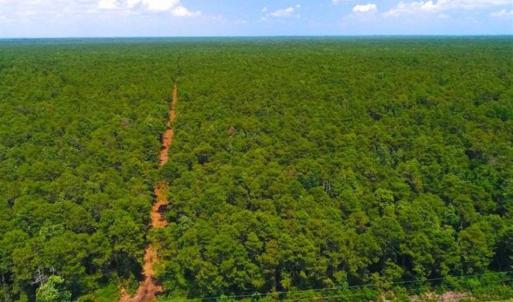 Photo of SOLD!!  120 Acres of Bear Hunting Land For Sale in Hyde County NC!