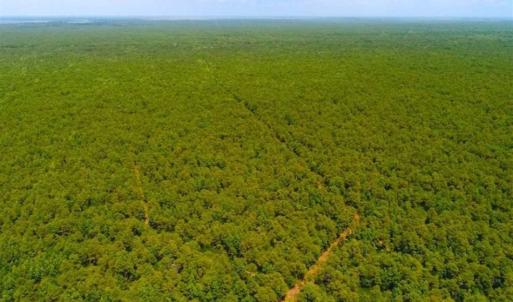 Photo of SOLD!!  120 Acres of Bear Hunting Land For Sale in Hyde County NC!
