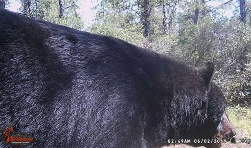 Photo of SOLD!!  120 Acres of Bear Hunting Land For Sale in Hyde County NC!