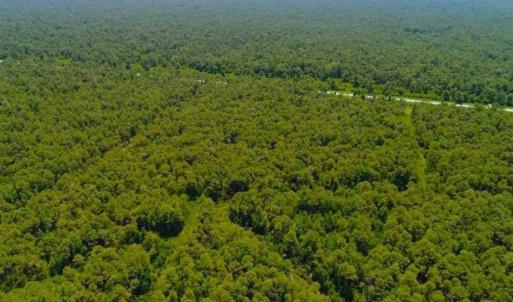 Photo of SOLD!!  120 Acres of Bear Hunting Land For Sale in Hyde County NC!