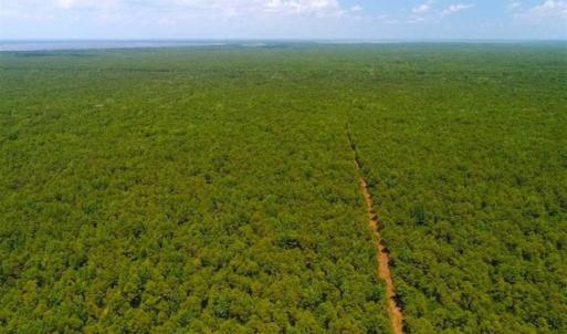 Photo of SOLD!!  120 Acres of Bear Hunting Land For Sale in Hyde County NC!