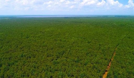 Photo of SOLD!!  120 Acres of Bear Hunting Land For Sale in Hyde County NC!