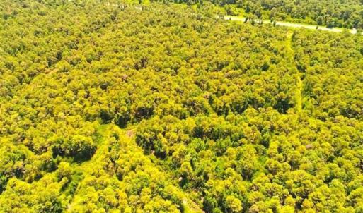 Photo of SOLD!!  120 Acres of Bear Hunting Land For Sale in Hyde County NC!