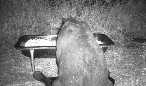 Photo of SOLD!!  120 Acres of Bear Hunting Land For Sale in Hyde County NC!