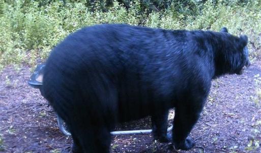 Photo of SOLD!!  120 Acres of Bear Hunting Land For Sale in Hyde County NC!