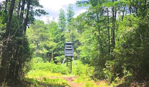 Photo of SOLD!!  120 Acres of Bear Hunting Land For Sale in Hyde County NC!