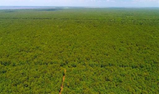 Photo of SOLD!!  120 Acres of Bear Hunting Land For Sale in Hyde County NC!