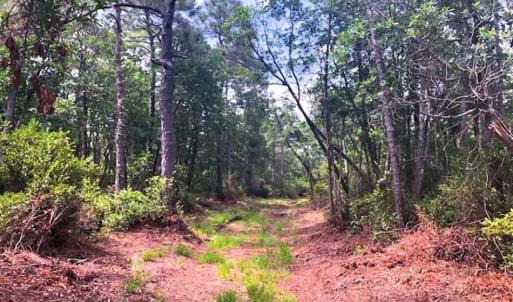 Photo of SOLD!!  120 Acres of Bear Hunting Land For Sale in Hyde County NC!