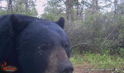 Photo of SOLD!!  120 Acres of Bear Hunting Land For Sale in Hyde County NC!