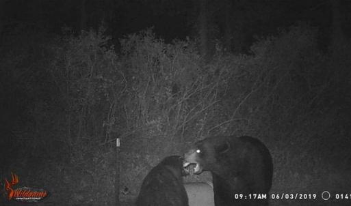 Photo of SOLD!!  120 Acres of Bear Hunting Land For Sale in Hyde County NC!