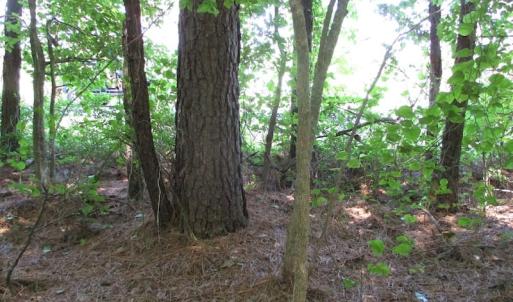 Photo of SOLD!!  3 Acres of Residential Land For Sale in Accomack County VA!