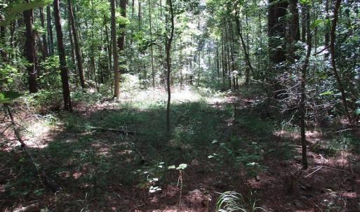 Photo of SOLD!!  3 Acres of Residential Land For Sale in Accomack County VA!