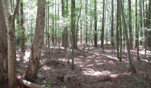 Photo of SOLD!!  3 Acres of Residential Land For Sale in Accomack County VA!