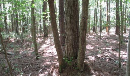 Photo of SOLD!!  3 Acres of Residential Land For Sale in Accomack County VA!