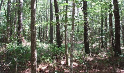 Photo of SOLD!!  3 Acres of Residential Land For Sale in Accomack County VA!