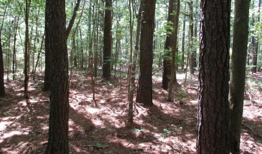 Photo of SOLD!!  3 Acres of Residential Land For Sale in Accomack County VA!