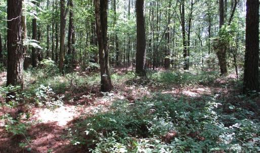 Photo of SOLD!!  3 Acres of Residential Land For Sale in Accomack County VA!