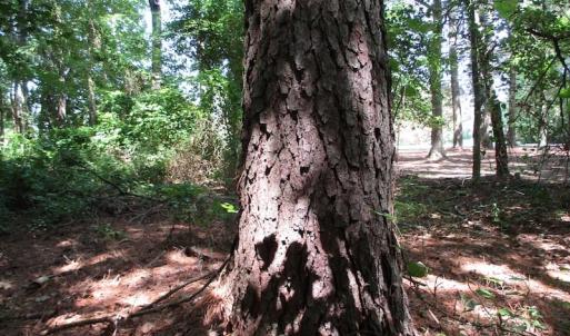 Photo of SOLD!!  3 Acres of Residential Land For Sale in Accomack County VA!