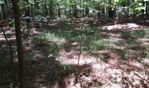 Photo of SOLD!!  3 Acres of Residential Land For Sale in Accomack County VA!