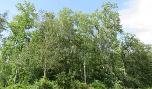 Photo of SOLD!!  70 Acres of Farm and Timber Land For Sale in Scotland County NC!