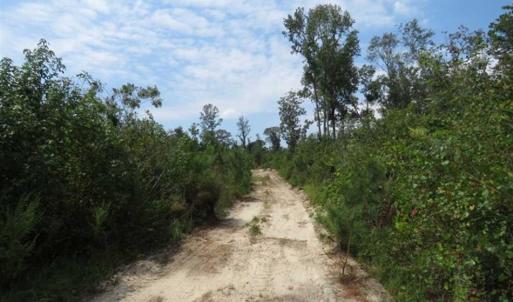 Photo of SOLD!!  70 Acres of Farm and Timber Land For Sale in Scotland County NC!