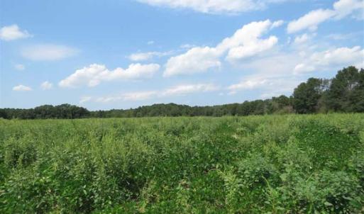Photo of SOLD!!  70 Acres of Farm and Timber Land For Sale in Scotland County NC!
