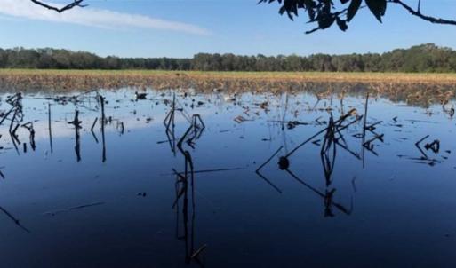 Photo of SOLD!!  70 Acres of Farm and Timber Land For Sale in Scotland County NC!