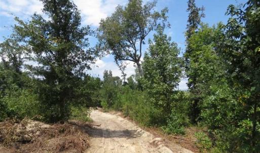 Photo of SOLD!!  70 Acres of Farm and Timber Land For Sale in Scotland County NC!