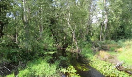 Photo of SOLD!!  70 Acres of Farm and Timber Land For Sale in Scotland County NC!