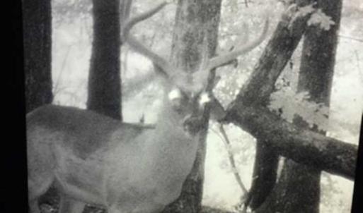 Photo of SOLD!!  70 Acres of Farm and Timber Land For Sale in Scotland County NC!