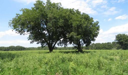 Photo of SOLD!!  70 Acres of Farm and Timber Land For Sale in Scotland County NC!