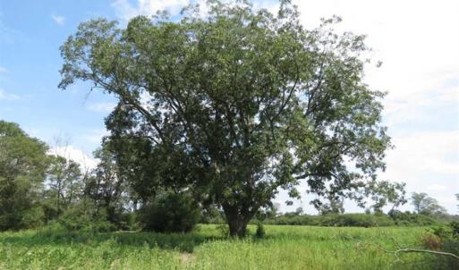 Photo of SOLD!!  70 Acres of Farm and Timber Land For Sale in Scotland County NC!