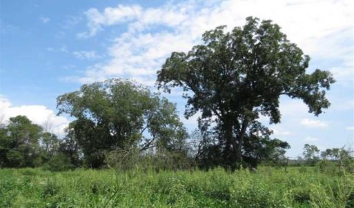Photo of SOLD!!  70 Acres of Farm and Timber Land For Sale in Scotland County NC!