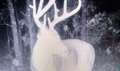 Photo of SOLD!!  70 Acres of Farm and Timber Land For Sale in Scotland County NC!