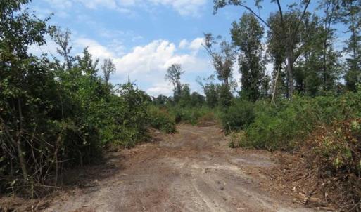 Photo of SOLD!!  70 Acres of Farm and Timber Land For Sale in Scotland County NC!