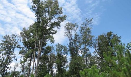 Photo of SOLD!!  70 Acres of Farm and Timber Land For Sale in Scotland County NC!