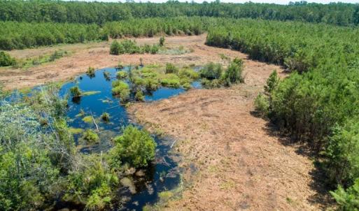 Photo of SOLD!  103.88 Acres of Hunting and Timber Land For Sale in Brunswick County NC!