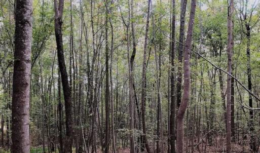 Photo of SOLD!39.4 Acres of Recreational Land For Sale in Lunenburg County VA!
