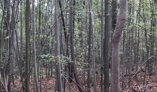 Photo of SOLD!39.4 Acres of Recreational Land For Sale in Lunenburg County VA!