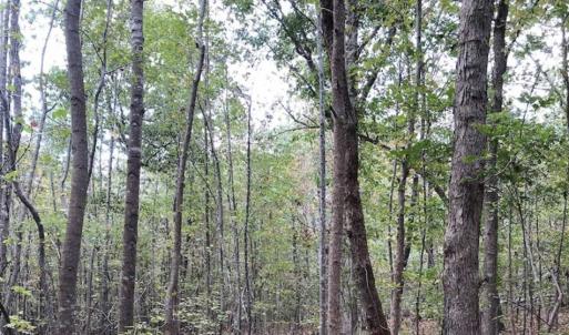 Photo of SOLD!39.4 Acres of Recreational Land For Sale in Lunenburg County VA!