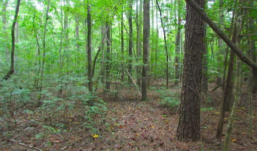 Photo of SOLD!!  5 Acres of Waterfront Timber Land For Sale in Isle of Wight County VA!