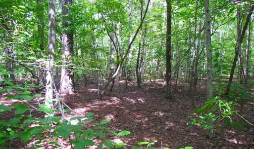 Photo of SOLD!!  5 Acres of Waterfront Timber Land For Sale in Isle of Wight County VA!