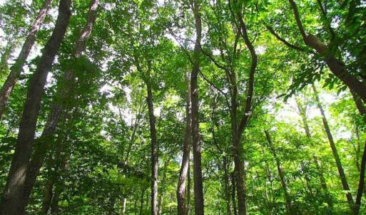 Photo of SOLD!!  5 Acres of Waterfront Timber Land For Sale in Isle of Wight County VA!
