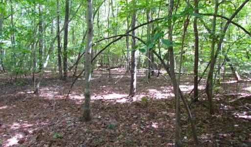 Photo of SOLD!!  5 Acres of Waterfront Timber Land For Sale in Isle of Wight County VA!