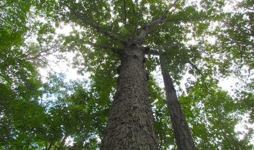 Photo of SOLD!!  5 Acres of Waterfront Timber Land For Sale in Isle of Wight County VA!