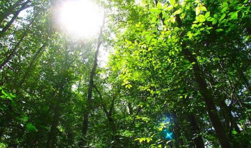 Photo of SOLD!!  5 Acres of Waterfront Timber Land For Sale in Isle of Wight County VA!