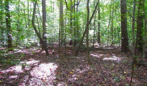 Photo of SOLD!!  5 Acres of Waterfront Timber Land For Sale in Isle of Wight County VA!